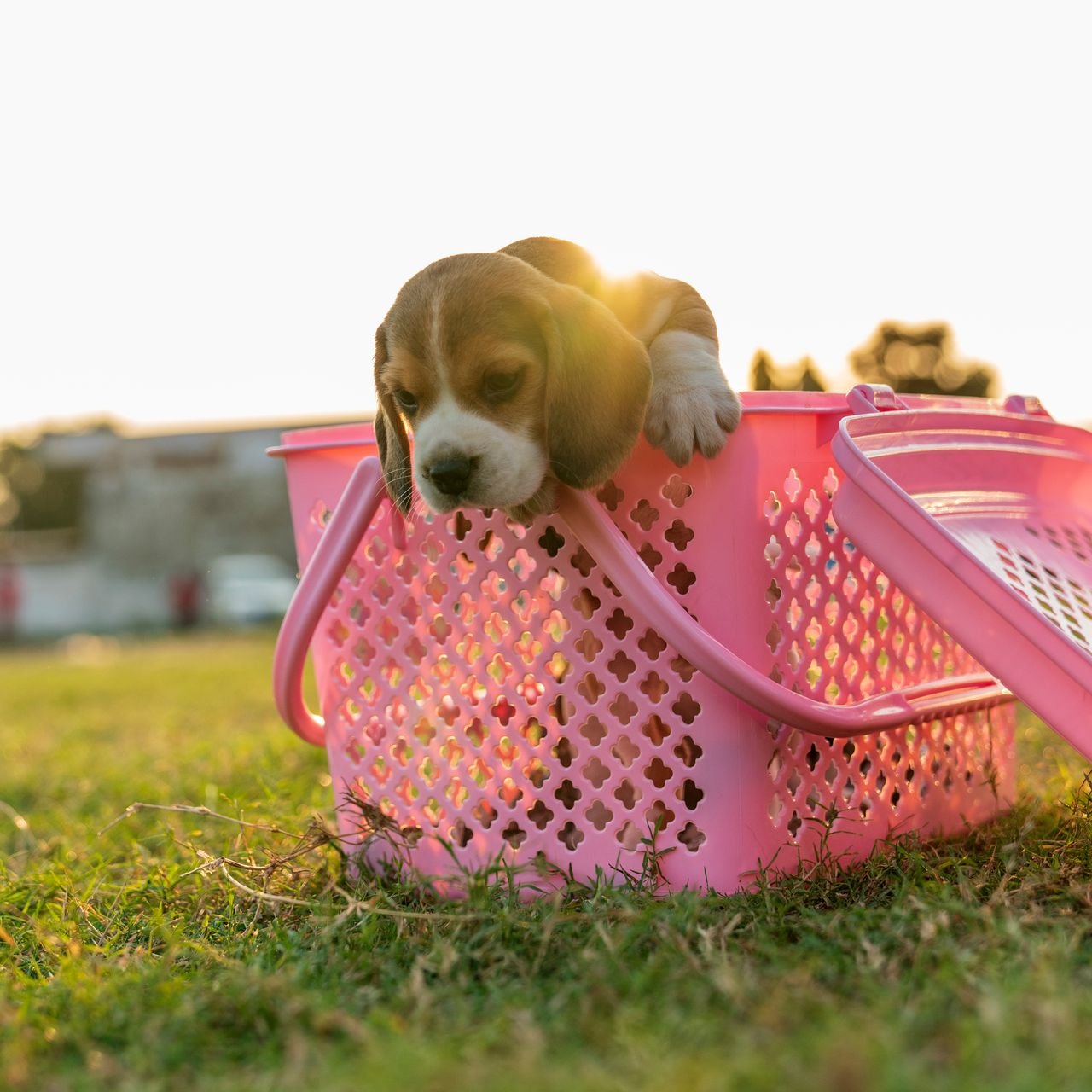 Pet Supplies